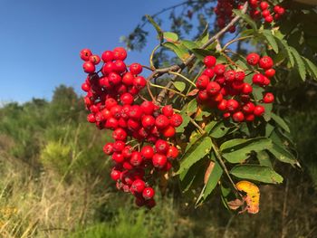 Red berries growing on tree