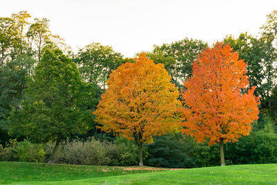 Autumn trees in park