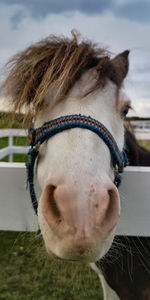 Close-up of a horse