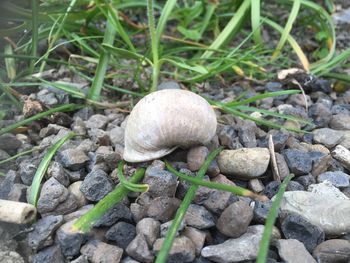 Close-up of rocks on field