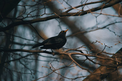 Low angle view of bird perching on branch