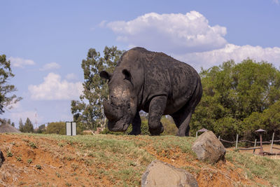 Low angle view of rhinoceros in landscape against sky