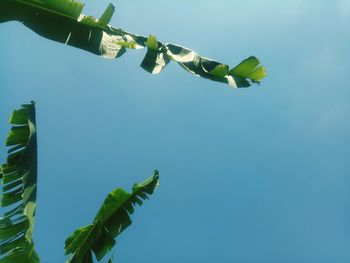 Low angle view of green plant against clear sky