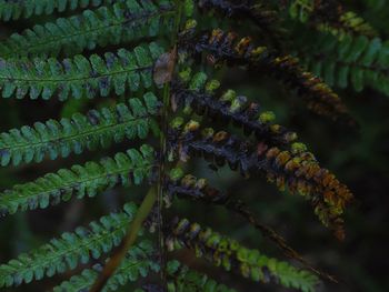 Close-up of fern