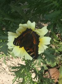 High angle view of insect on flower