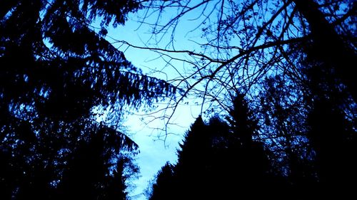 Low angle view of silhouette trees against sky at night