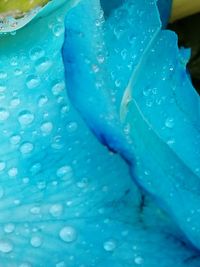 Close-up of jellyfish swimming in water