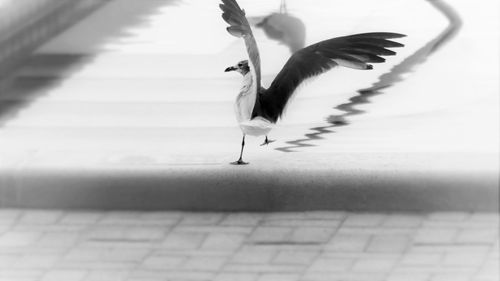 Rear view of seagull taking off