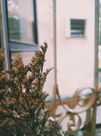 Close-up of flower tree against building