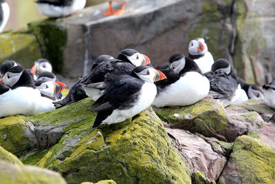 Close-up of puffins on rocks