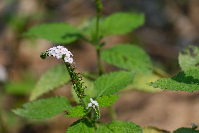 Close-up of small plant