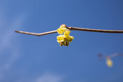Low angle view of yellow flowering plant against blue sky
