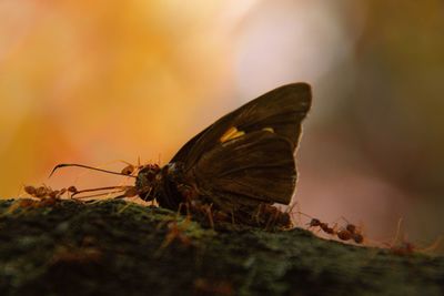 Close-up of butterfly on leaf