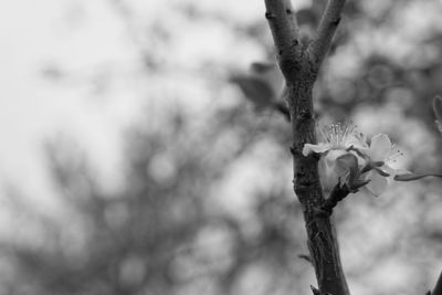 Close-up of tree branch