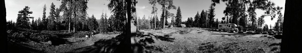 Panoramic view of trees in forest during winter