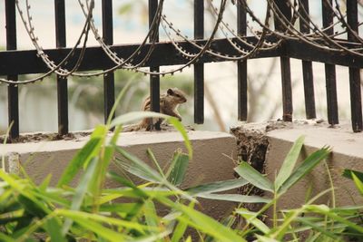 Squirrel by fence