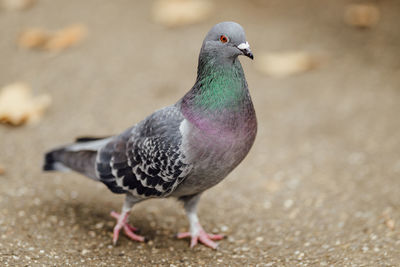 Close-up of pigeon