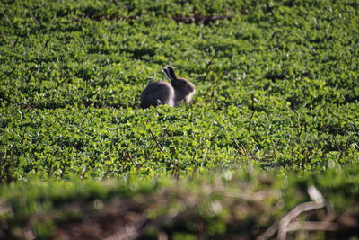 Sheep in a field