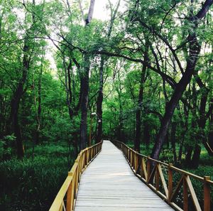 Narrow walkway along trees in park