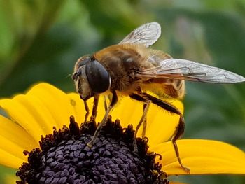 Close-up of bee pollinating on sunflower