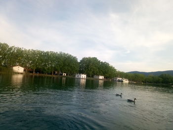 View of birds in lake