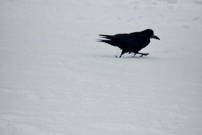 Black bird on snow field during winter