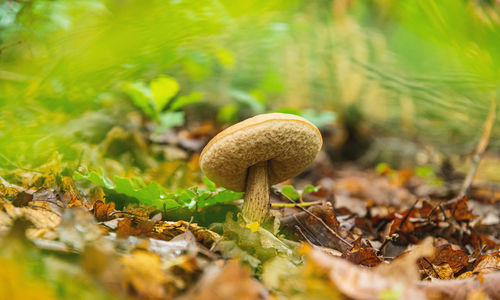 Close-up of mushroom growing on field