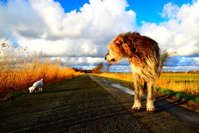 Dog on a field