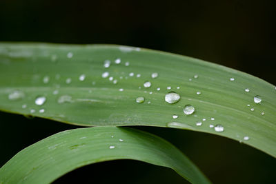 Close-up of raindrops on green leaves