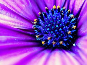 Close-up of flower