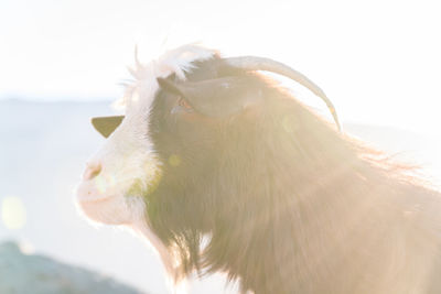 Close-up of a horse