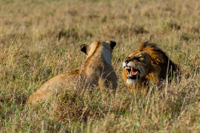 A lion with a lioness covered in a bush