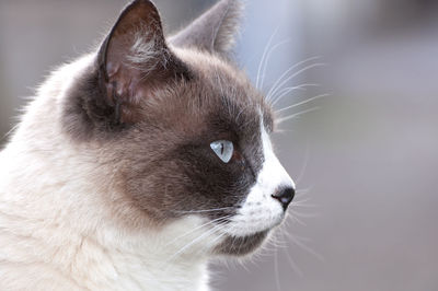 Close-up of a cat looking away