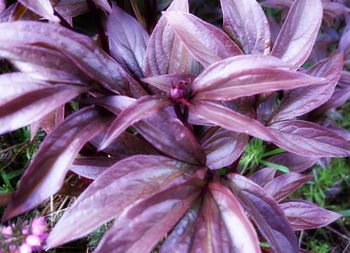 Close-up of pink flower