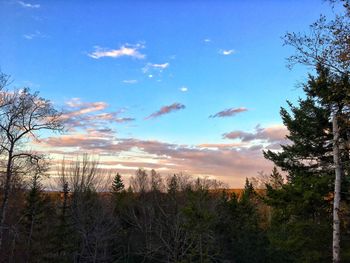 Trees on landscape against sky
