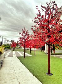 Red flower tree in park against sky