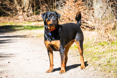 Black dog looking away