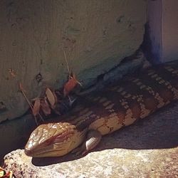 Close-up of lizard on rock