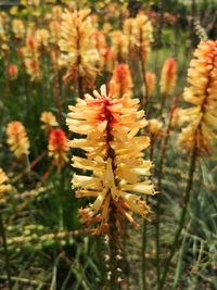 Close-up of flowering plant on field