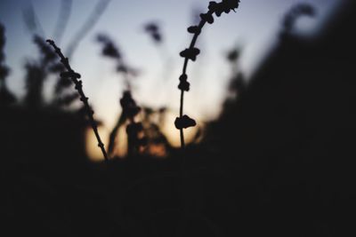 Low angle view of silhouette plants against sky at sunset