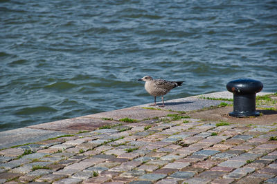 Seagull perching on a wall