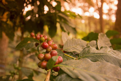 Close-up of berries growing on tree