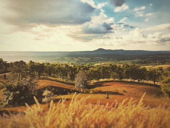 Scenic view of field against sky