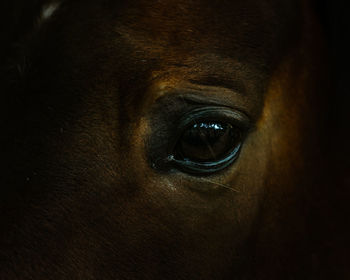 Sad horse eye close-up