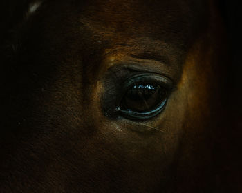 Close-up portrait of a dog