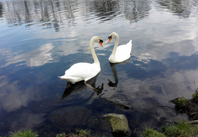 Birds in calm water