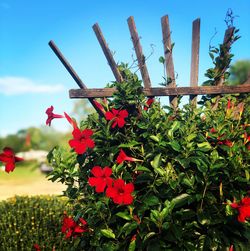 Close-up of red flowering plant against sky