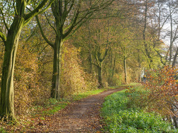 Footpath amidst trees in forest during autumn