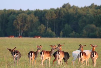 Closeup group of deer in vestamager nature area. 