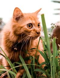 Close-up portrait of a cat